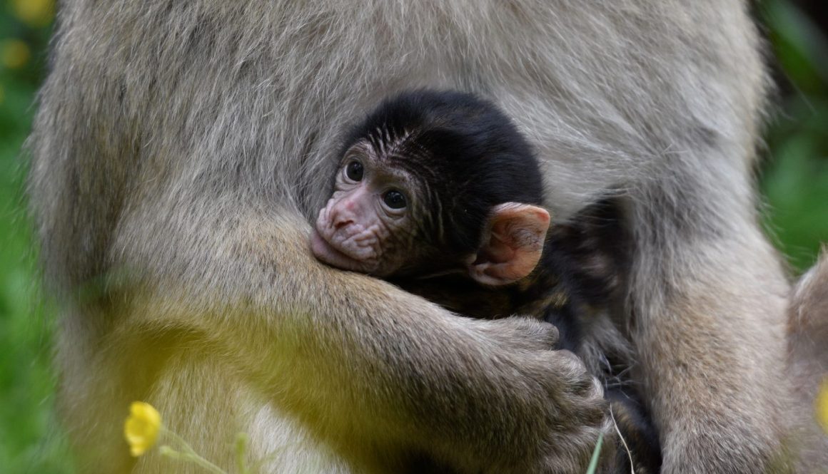 Baby Monkey