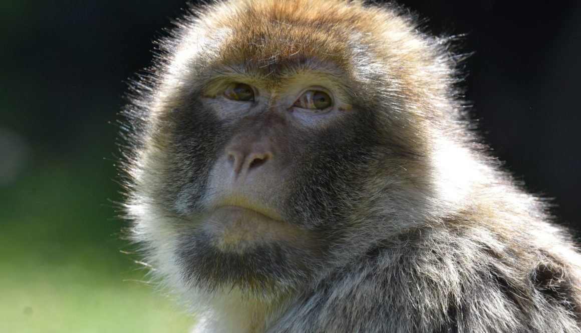 monkey
