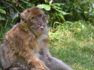 is that monkey?