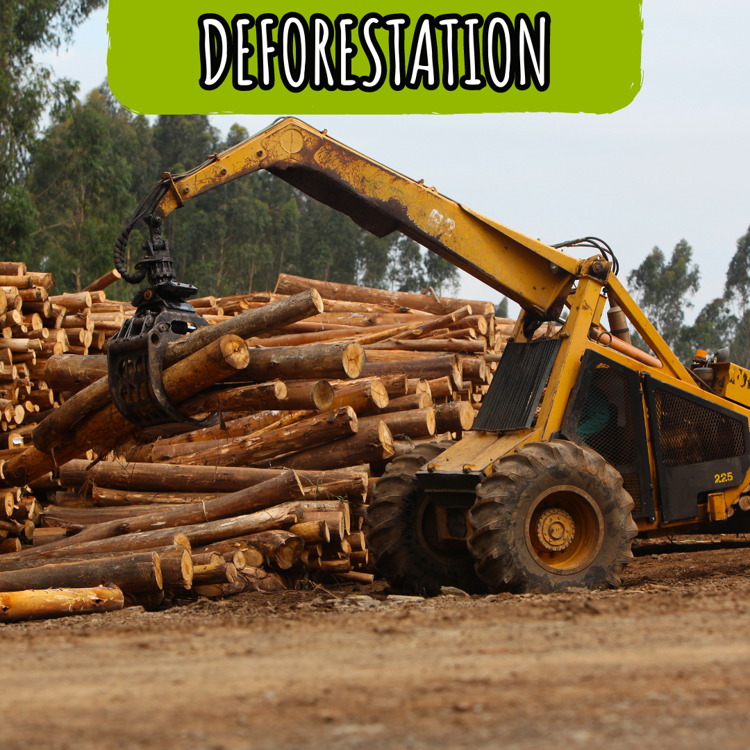 cONSERVATION deforest cONSERVATION deforest