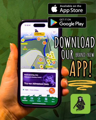 Download App 2024